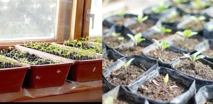 Як правильно посадити баклажани на розсаду, терміни посіву, вирощування і догляд (правильно) Як правильно посадити баклажани на розсаду, терміни посіву, вирощування і догляд