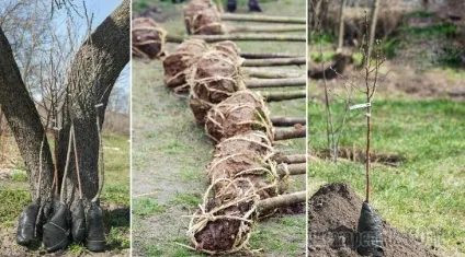 Як правильно посадити дерево навесні