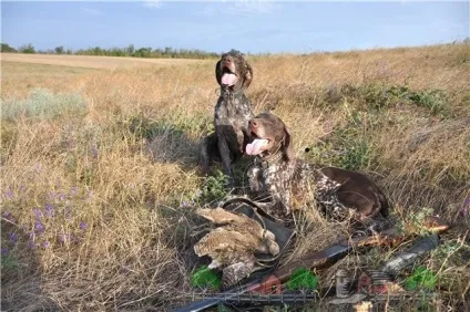Як спіймати куріпку без рушниці фото і відео огляд (рушниці) Як спіймати куріпку без рушниці фото і відео огляд