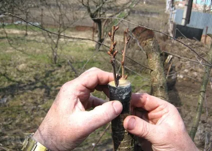 Як правильно зробити обрізку плодових дерев (обрізка дерев) Як правильно зробити обрізку плодових дерев