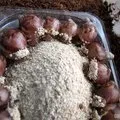 Як приготувати делікатес-напівфабрикат з виноградних равликів, expertoza (виноградних) Як приготувати делікатес-напівфабрикат з виноградних равликів, expertoza