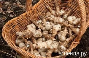 Як правильно зберігати топінамбур