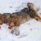Як розтлумачити, до чого сниться хвора собака (сниться) Як розтлумачити, до чого сниться хвора собака