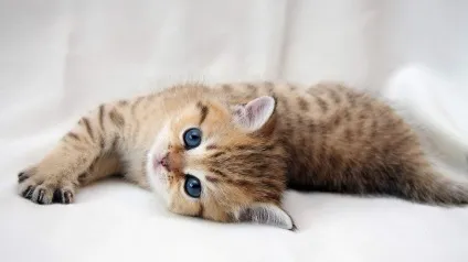 Як привчити кошеня до імені