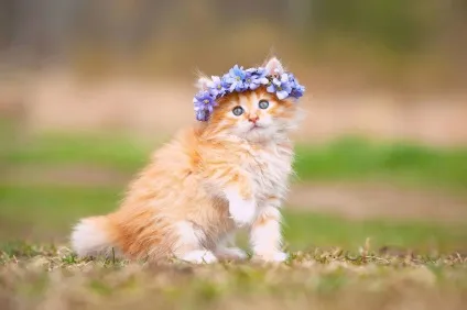 Як привчити кошеня до імені