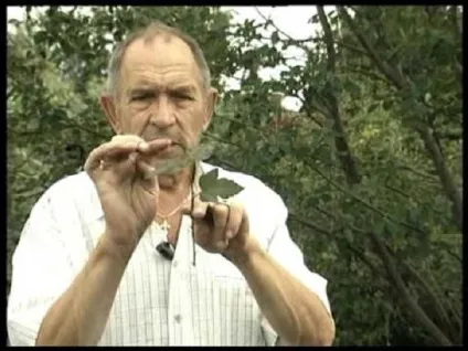 Як розмножити пузиреплодник