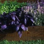 Як садити кукурудзу у відкритий грунт насінням, вирощування (кукурудзу) Як садити кукурудзу у відкритий грунт насінням, вирощування