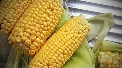 Як садити кукурудзу у відкритий грунт насінням, вирощування (відкритий) Як садити кукурудзу у відкритий грунт насінням, вирощування