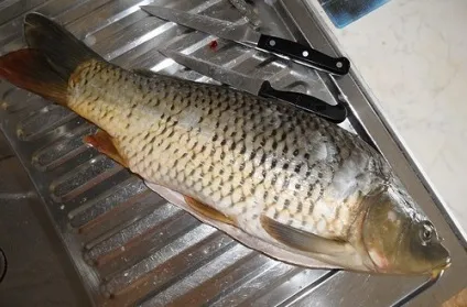 Як самостійно коптити коропа гарячим і холодним методом (методом) Як самостійно коптити коропа гарячим і холодним методом