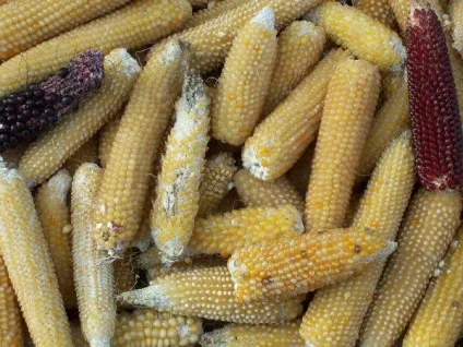 Як садити кукурудзу у відкритий грунт насінням, вирощування (садити) Як садити кукурудзу у відкритий грунт насінням, вирощування