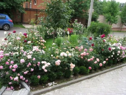 Як садити троянди живцями, насінням восени, навесні відео (троянди живцями) Як садити троянди живцями, насінням восени, навесні відео