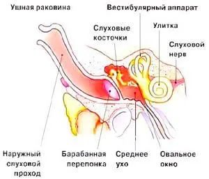 Вуха кішки - котячий світ