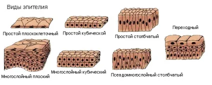 Рівні організації організму як єдиного цілого (організму) Рівні організації організму як єдиного цілого