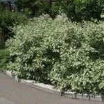 Як створити швидкозростаючу багаторічну живопліт на дачі (багаторічну) Як створити швидкозростаючу багаторічну живопліт на дачі