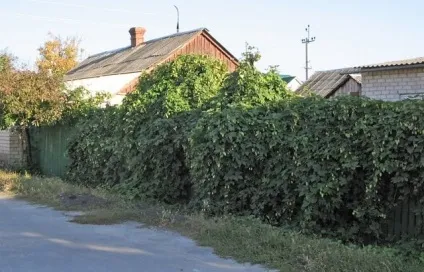 Як створити швидкозростаючу багаторічну живопліт на дачі (багаторічну) Як створити швидкозростаючу багаторічну живопліт на дачі