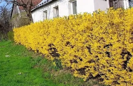 Як створити швидкозростаючу багаторічну живопліт на дачі (багаторічна живопліт) Як створити швидкозростаючу багаторічну живопліт на дачі