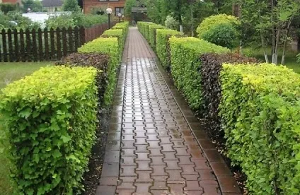 Як створити швидкозростаючу багаторічну живопліт на дачі (живу) Як створити швидкозростаючу багаторічну живопліт на дачі