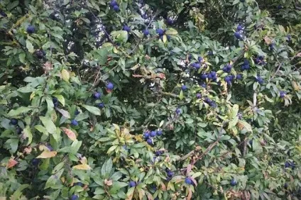 Як створити швидкозростаючу багаторічну живопліт на дачі (швидкозростаюча жива огорожа) Як створити швидкозростаючу багаторічну живопліт на дачі