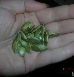 Як сушити гарбузове насіння (гарбузове) Як сушити гарбузове насіння