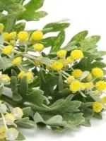 Як зміцнити судини і капіляри народними засобами (народними) Як зміцнити судини і капіляри народними засобами