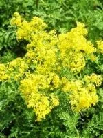 Як зміцнити судини і капіляри народними засобами (засобами) Як зміцнити судини і капіляри народними засобами