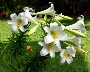 Як укрити лілії на зиму (лілії) Як укрити лілії на зиму