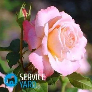 Як доглядати за трояндами в горщику з магазину, serviceyard-затишок вашого будинку в ваших руках (як доглядати за трояндами в горщику з магазину) Як доглядати за трояндами в горщику з магазину, serviceyard-затишок вашого будинку в ваших руках