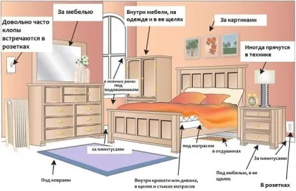 Як дізнатися і визначити чи є клопи в квартирі (квартирі) Як дізнатися і визначити чи є клопи в квартирі