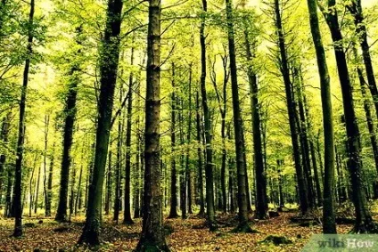 Як піти від суспільства