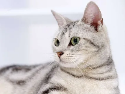 Як усунути запах котячого туалету (запах) Як усунути запах котячого туалету