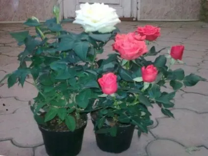 Як доглядати за кімнатними трояндами після покупки - розмноження і догляд за домашніми трояндами, леді ка (леді) Як доглядати за кімнатними трояндами після покупки - розмноження і догляд за домашніми трояндами, леді ка
