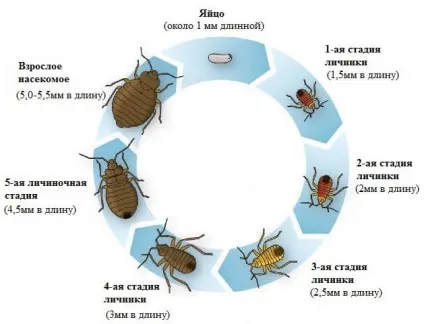 Як дізнатися і визначити чи є клопи в квартирі (є) Як дізнатися і визначити чи є клопи в квартирі