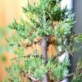 Як виростити бонсай з сосни в домашніх умовах, відео та фото