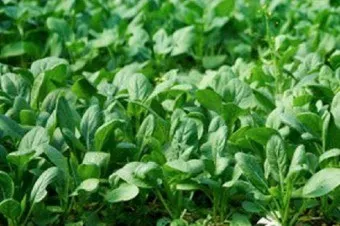 Як вирощувати шпинат на городі і підвіконні (підвіконні) Як вирощувати шпинат на городі і підвіконні