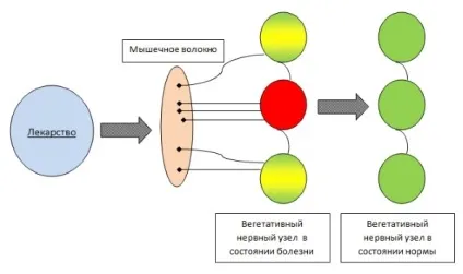 Як відновити вегетативну нервову систему, зміцнити і налагодити роботу (систему) Як відновити вегетативну нервову систему, зміцнити і налагодити роботу