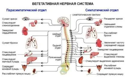Як відновити вегетативну нервову систему, зміцнити і налагодити роботу (нервову) Як відновити вегетативну нервову систему, зміцнити і налагодити роботу
