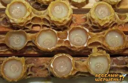 Як зберігати маточне молочко