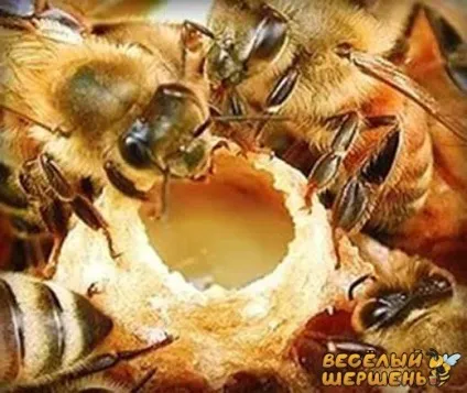 Як зберігати маточне молочко