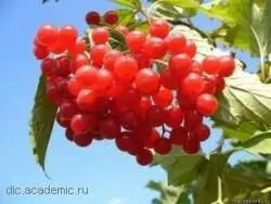 Калина звичайна в народній медицині (медицині) Калина звичайна в народній медицині