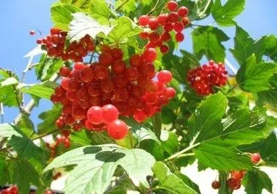 калина звичайна