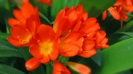 Як змусити цвісти кливию, багаторічники, твій сад - клуб садівників