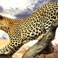 Капибара - найбільший гризун у світі (30 фото), цікаві факти, унікальні місця, приголомшливі (фото) Капибара - найбільший гризун у світі (30 фото), цікаві факти, унікальні місця, приголомшливі