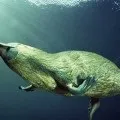 Капибара - найбільший гризун у світі (30 фото), цікаві факти, унікальні місця, приголомшливі (світі) Капибара - найбільший гризун у світі (30 фото), цікаві факти, унікальні місця, приголомшливі