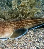 Капибара або водосвинка - капибара, водосвинка, гризуни, домашні тварини, екзотичні тварини (капибара) Капибара або водосвинка - капибара, водосвинка, гризуни, домашні тварини, екзотичні тварини