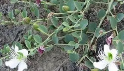 Каперси (каперци, капорци) опис, властивості, користь і шкода (властивості) Каперси (каперци, капорци) опис, властивості, користь і шкода