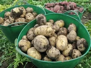 Картопля, терміни вегетації і підвищення врожайності (картопля) Картопля, терміни вегетації і підвищення врожайності