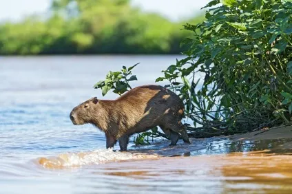 Капибара - найбільший гризун у світі (30 фото), цікаві факти, унікальні місця, приголомшливі (капибара) Капибара - найбільший гризун у світі (30 фото), цікаві факти, унікальні місця, приголомшливі