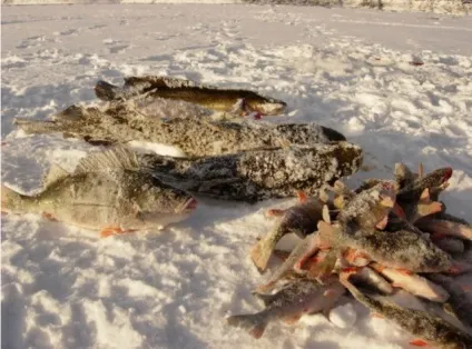 Каракат своїми руками, двигун від моторолера, триколісний (Каракат) Каракат своїми руками, двигун від моторолера, триколісний