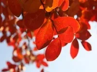 До чого сниться осінь сонник - осінь уві сні (осінь) До чого сниться осінь сонник - осінь уві сні