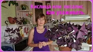 Кислиця (оксаліс) догляд в домашніх умовах, фото, види (догляд) Кислиця (оксаліс) догляд в домашніх умовах, фото, види